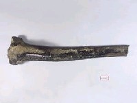 藏品(動物肢骨化石)的圖片